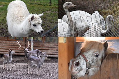 Мини-зоопарк "Розите" (Mini zoo "Rozīte")
