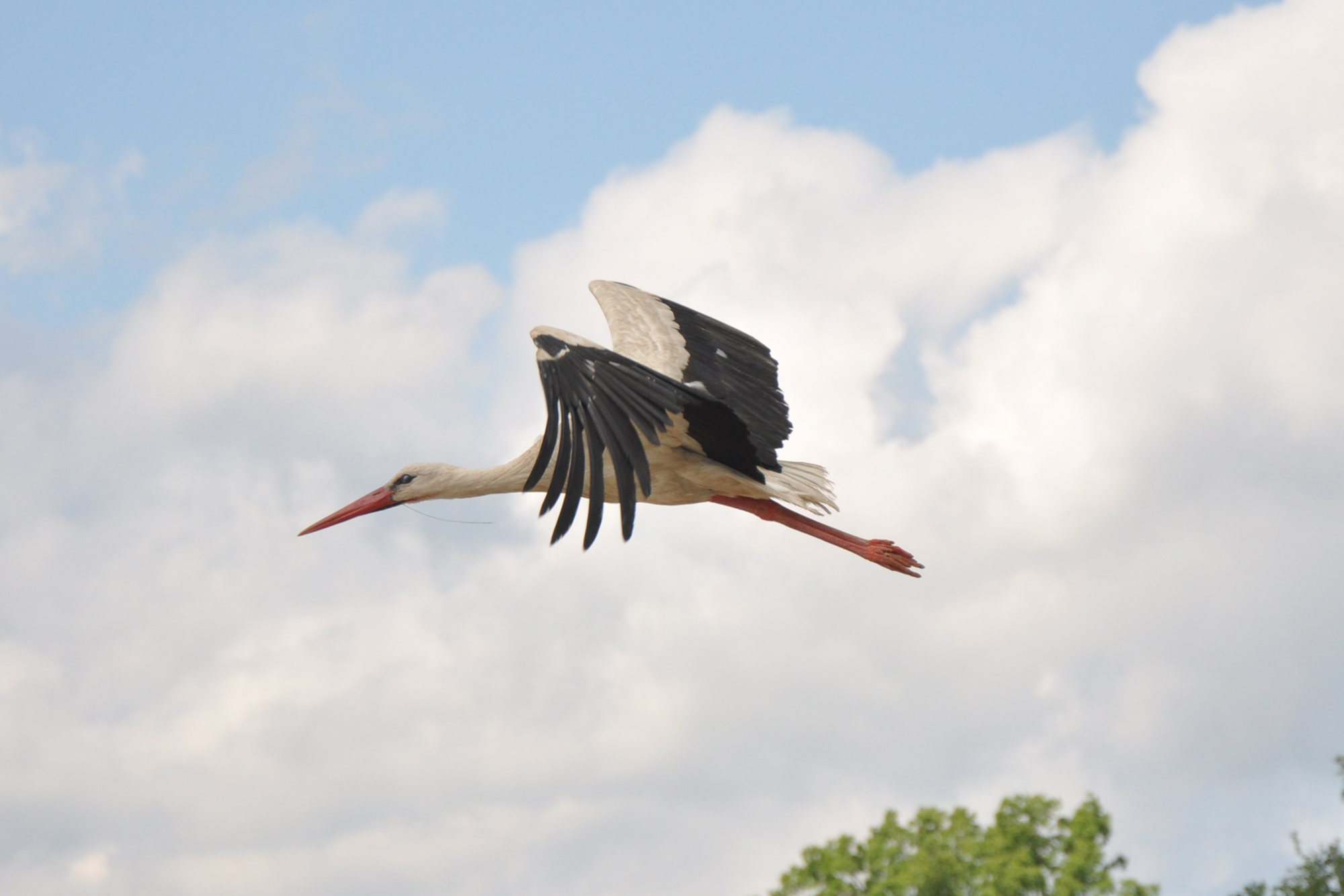 Белый аист в Латвии